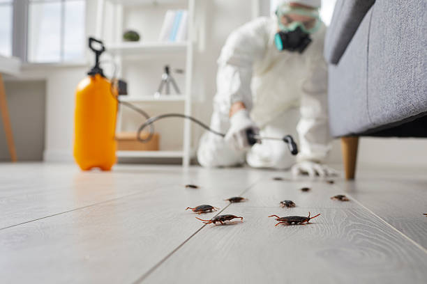 Post-Treatment Bed Bug Interceptor Monitoring in Malvern